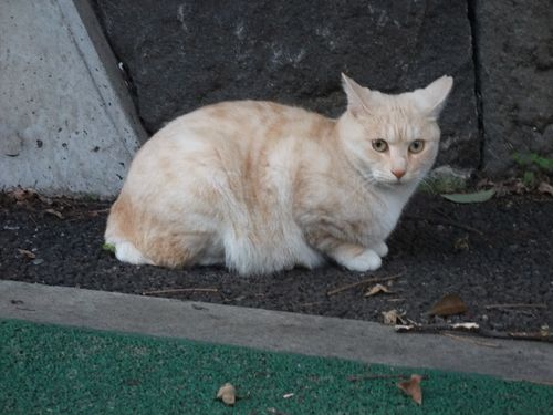 例の公園のヌコ。