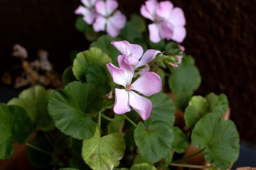 お花を撮ってみた。