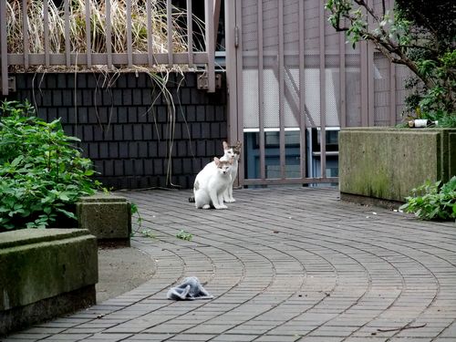 南麻布のネコ親子。