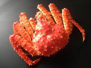 プリティタラバガニとは？
