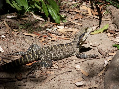 Lizard in Manly beach